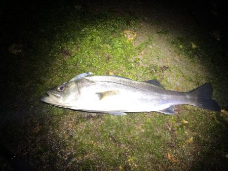 エギングタックルでシーバスとメバル