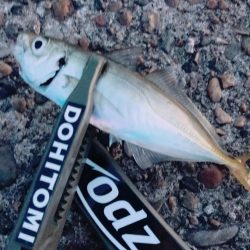 連日調査アジング