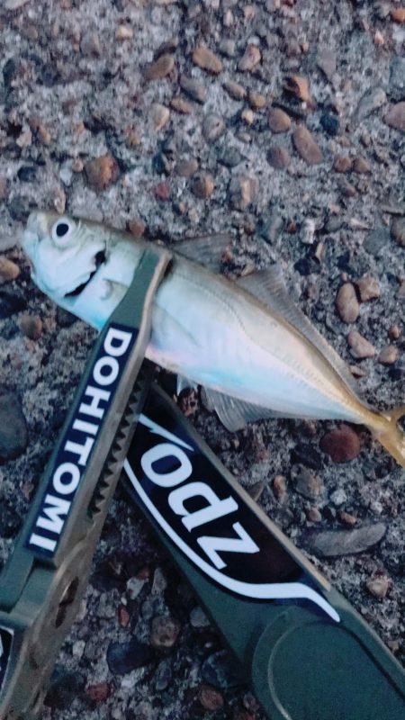 連日調査アジング