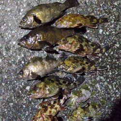 今日は活性が低かった気がする