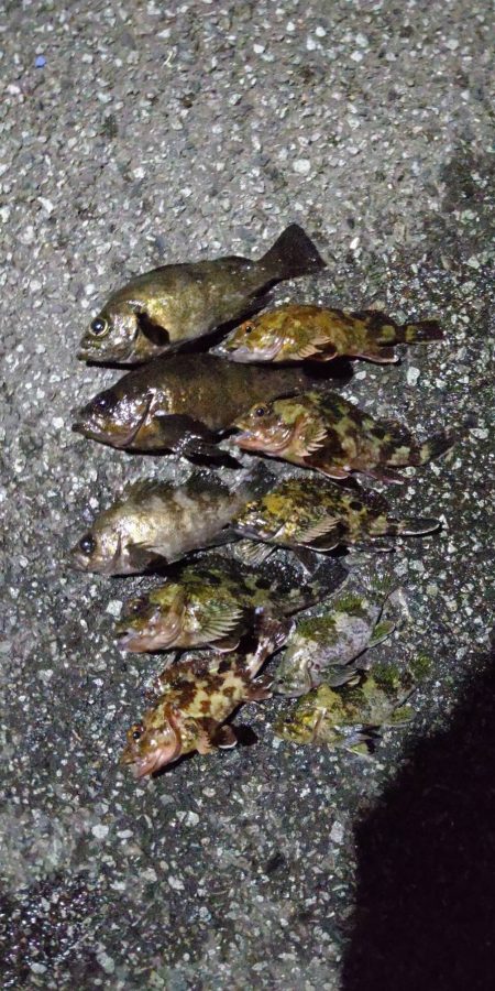 今日は活性が低かった気がする