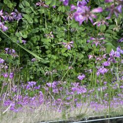 35センチ坊主逃れ