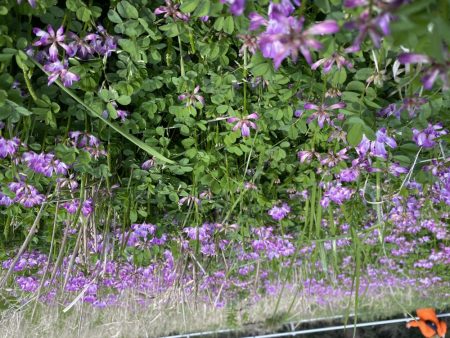 35センチ坊主逃れ