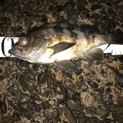 近場でプラッキング