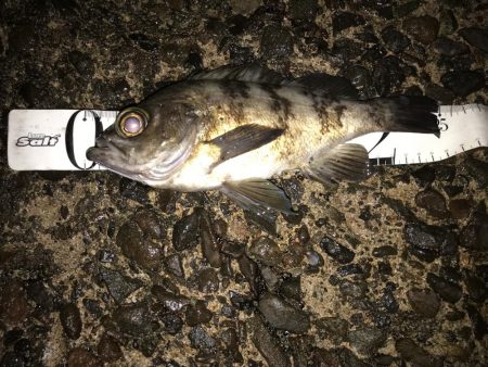 近場でプラッキング