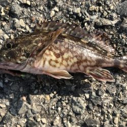 今年もガシラから。