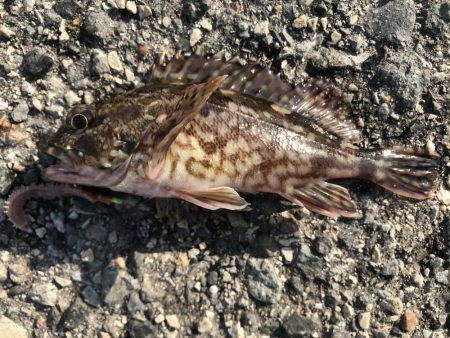 今年もガシラから。