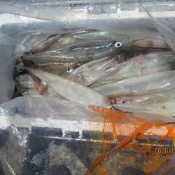 ヤリイカ40～110杯　好釣(^_-)-☆