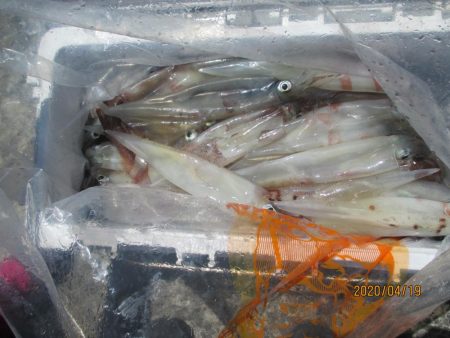 ヤリイカ40～110杯　好釣(^_-)-☆