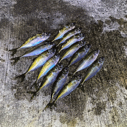 瀬戸内の島アジング(2020-3)