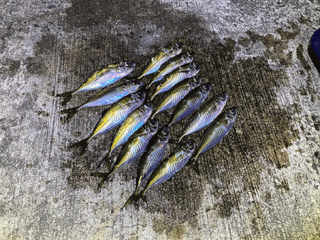 瀬戸内の島アジング(2020-3)