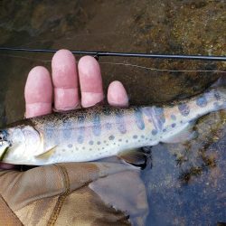 ヤマメちょいと！