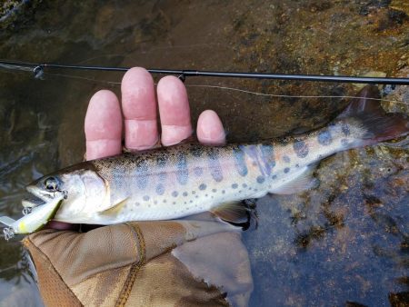 ヤマメちょいと！