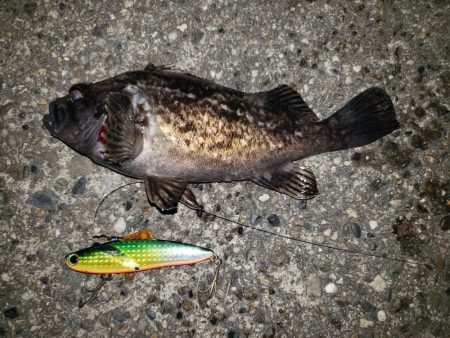 シーバス・リベンジ