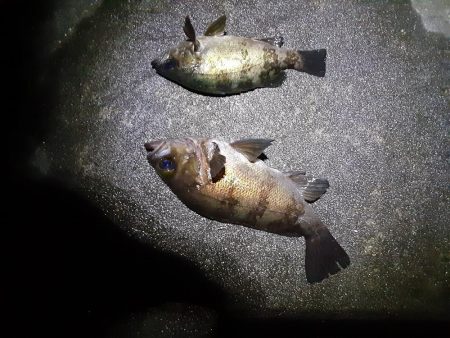 スーパームーンに釣行