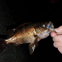 デカメバル、記録更新!