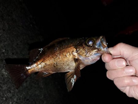 デカメバル、記録更新!