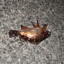 前回の大きさまではいかないが…