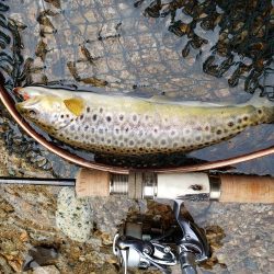 またまた、雨。でも止められません‼️