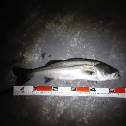 雨降り前にメバリング