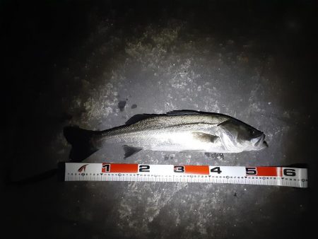 雨降り前にメバリング