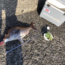 ショアタイラバ