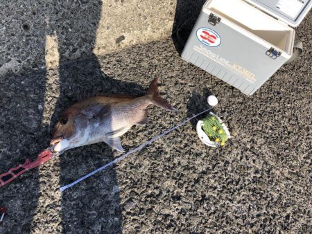 ショアタイラバ