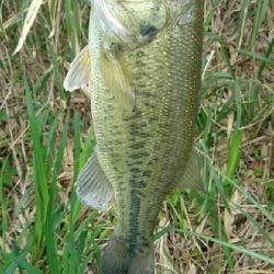 イモリッパー祭り