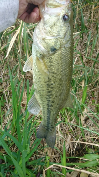 イモリッパー祭り