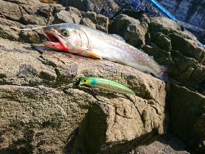 上げたのは五本、バラシ&チェイスを…