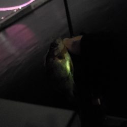 DAISOワームチャレンジ