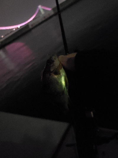 DAISOワームチャレンジ