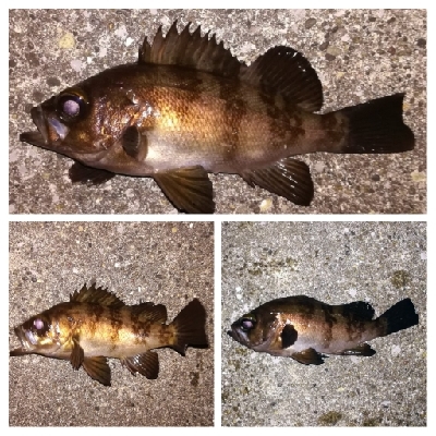 メバリング1845〜1927