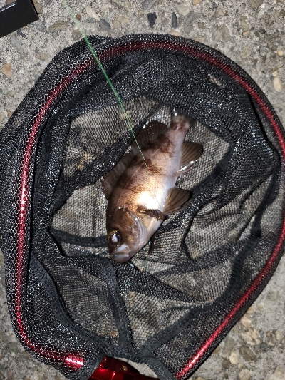 コロナに負けるな!