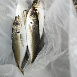 宮崎町　箕島漁港でアジング