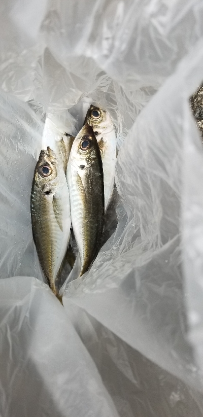 宮崎町　箕島漁港でアジング