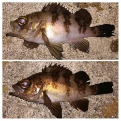 メバリング1840〜1920