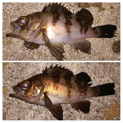 メバリング1840〜1920