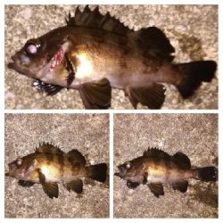 メバリング1840〜1915