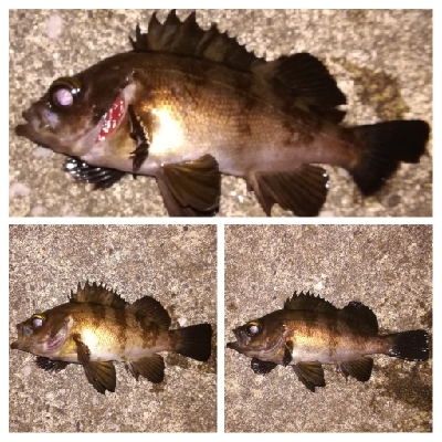 メバリング1840〜1915