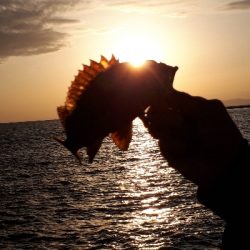 再び穴釣りで爆釣！！