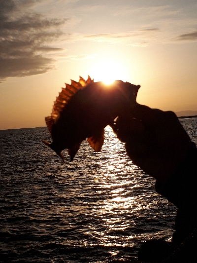 再び穴釣りで爆釣！！