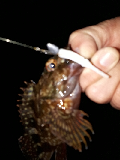 今回もいつもの神戸港