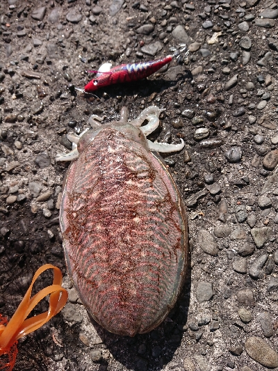 爆風のち入れ食い‼þ…