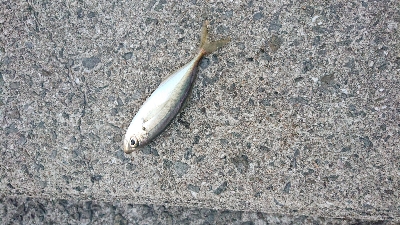 ささっとアジ調査