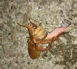 もはや顔馴染みの常連に