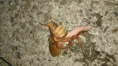 もはや顔馴染みの常連に