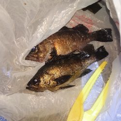 初めてのポイント