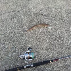 ショアジギング