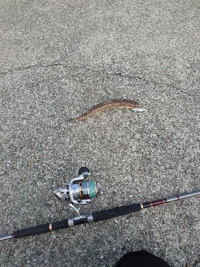 ショアジギング